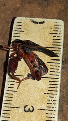 Crinocerus sanctus