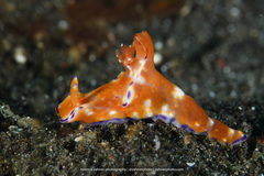 Ceratosoma