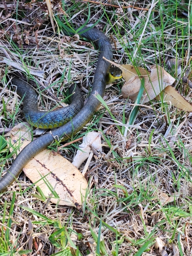 Common Tree Snake sighting