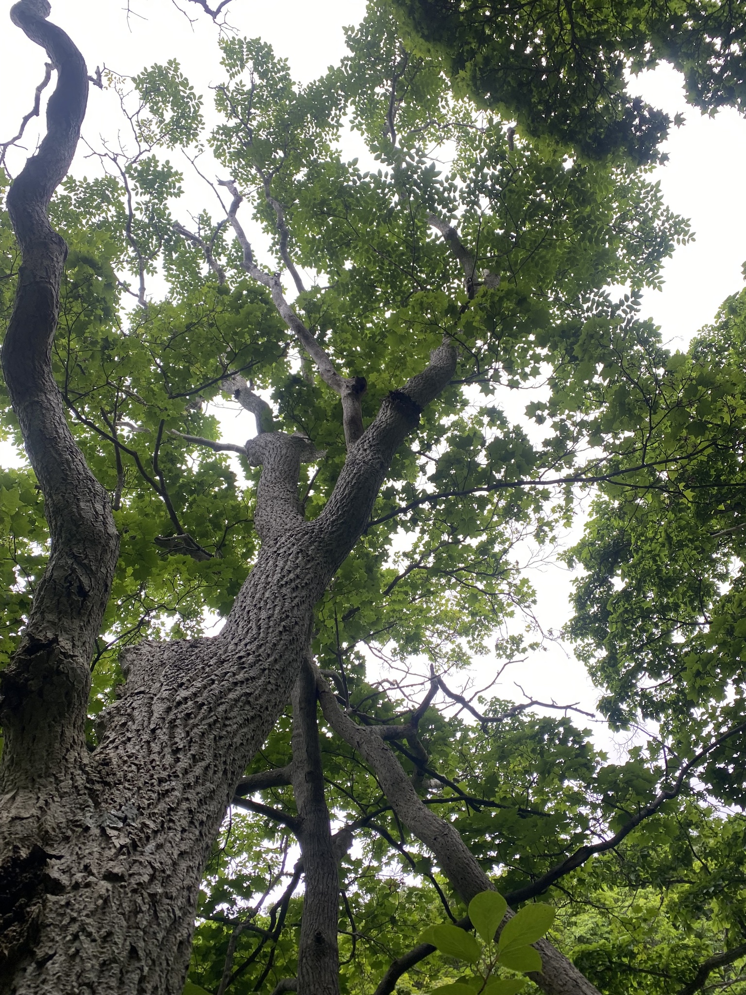 Phellodendron sachalinense