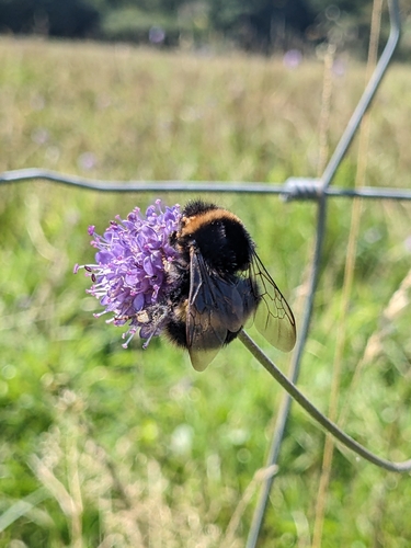 Buff-tailed bumblebee