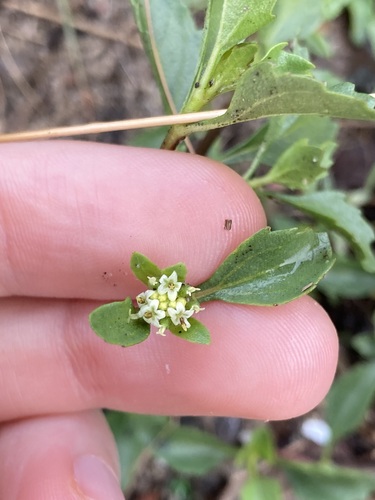 Image of Acanthospermum australe by (c) Thomas Mesaglio, some rights reserved (CC BY)