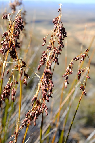 Vleiberrg Frayreed (Rhodocoma vleibergensis)