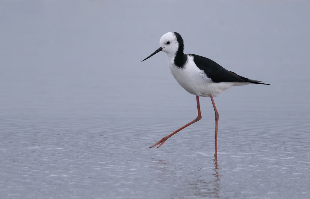 Pied Stilt photo