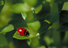 Hippodamia quinquesignata