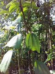 Passiflora talamancensis image