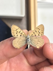 Tharsalea dorcas sangremar