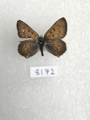 Tharsalea dorcas sangremar