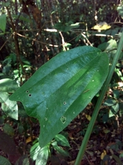Passiflora talamancensis