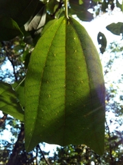 Passiflora talamancensis