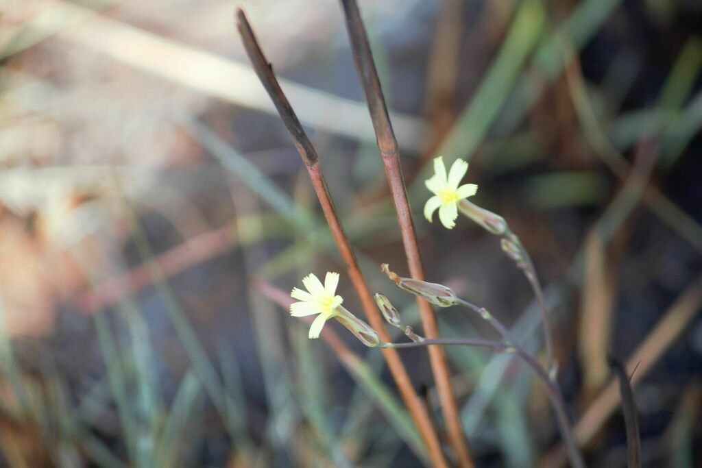 African Lettuce from Carletonville, 2499, South Africa on September 4