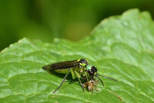Common Green-Tenthredo photo 3