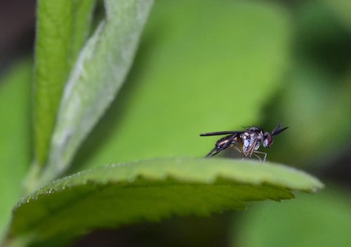 Rhaphium appendiculatum