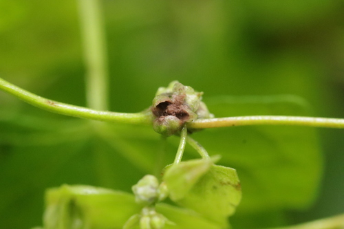 Microbotryum anomalum observed 2023-09-02
