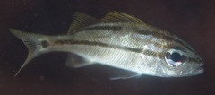 Haemulinae