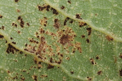 Ferrugem (Tranzschelia discolor)