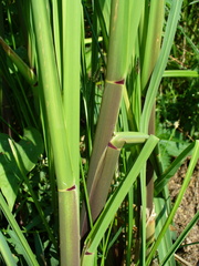 Zizania latifolia