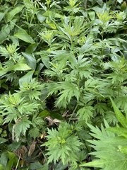 Artemisia montana