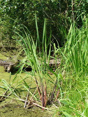 Zizania latifolia