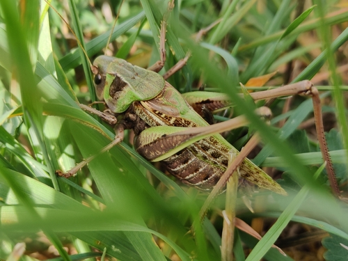 Decticus verrucivorus