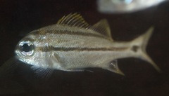 Haemulidae