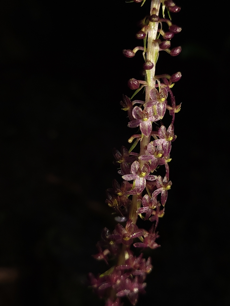 Crepidium kobi