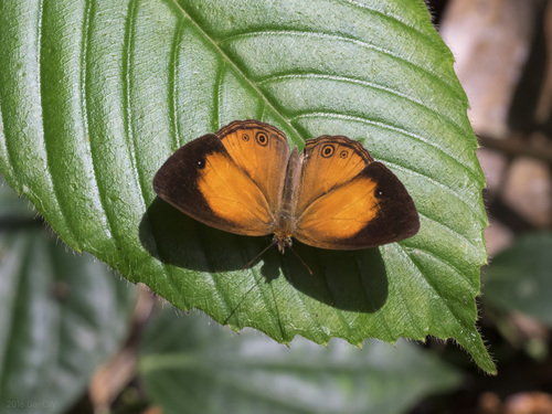 Eliot's Bushbrown