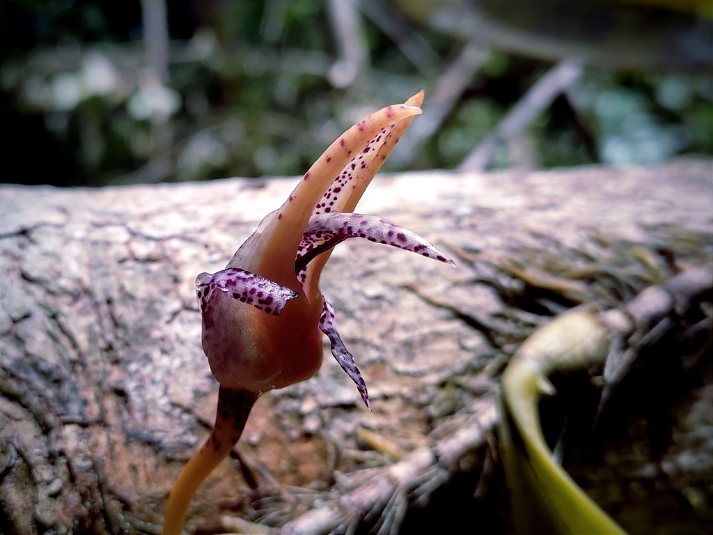 Bulbophyllum lyriforme