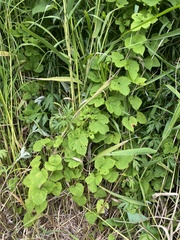 Humulus cordifolius