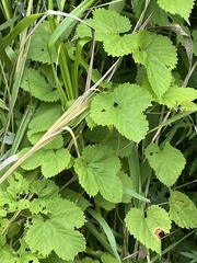Humulus cordifolius, photograph Илья Руденко, CC BY, iNaturalist via GBIF