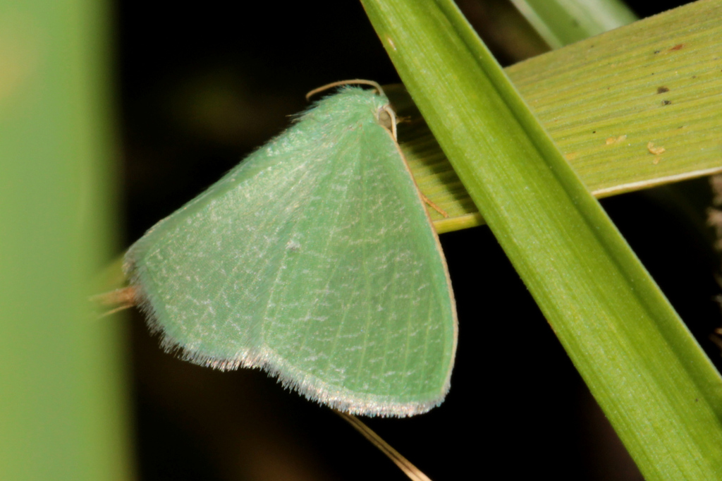 Prasinocyma germinaria