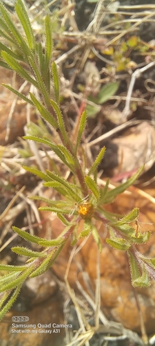 Image of Rhynchopsidium sessiliflorum by (c) kevin koen, some rights reserved (CC BY-SA)