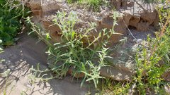 Cryptantha barbigera barbigera