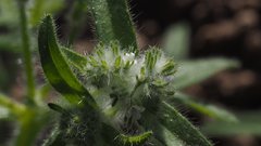 Cryptantha barbigera barbigera