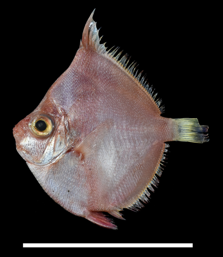 Deepbody boarfish (Antigonia capros) — Caproidae