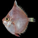 Robust Deepsea Boarfish - Photo (c) jguallart, some rights reserved (CC BY-NC)
