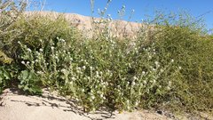 Cryptantha barbigera fergusoniae