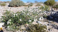 Cryptantha barbigera fergusoniae