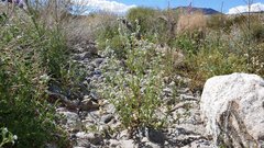 Cryptantha barbigera fergusoniae