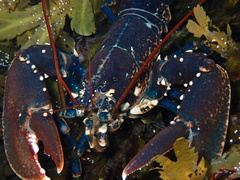 European Lobster