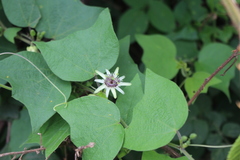 Passiflora sexflora