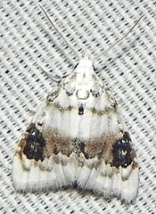 Nola cilicoides