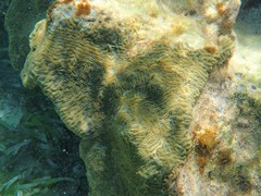 Pseudodiploria clivosa