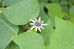 Passiflora sexflora