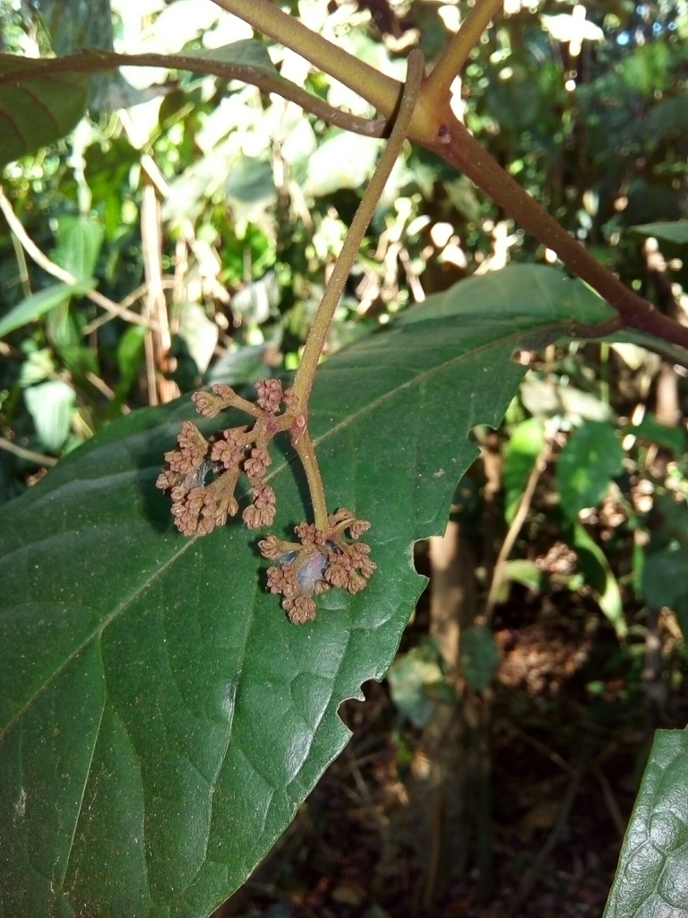 Neea elegans