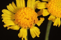 Hymenoxys odorata