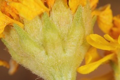 Hymenoxys odorata