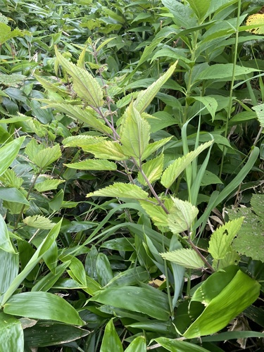 Urtica platyphylla (Urtica platyphylla)
