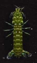 Gonodactylus