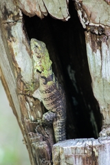 Ctenosaura oaxacana